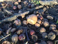 Acorns On The Ground In Early Winter. Royalty Free Stock Photos