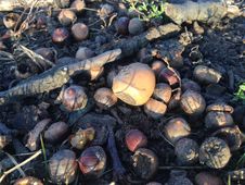 Acorns On The Ground In Early Winter. Stock Images Acorns On The Ground In Early Winter. Stock Images
