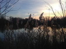 Phragmites Grass In Front Of A Pond During Sunset In Early Winter. Royalty Free Stock Photography Phragmites Grass In Front Of A Pond During Sunset In Early Winter. Royalty Free Stock Photography