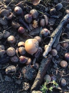 Acorns On The Ground In Early Winter. Stock Photography Acorns On The Ground In Early Winter. Stock Photography