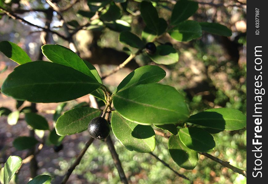 Ilex Glabra Plant With Black Berries In Early Winter.