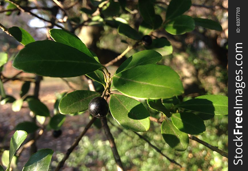 Ilex Glabra Plant With Black Berries In Early Winter.