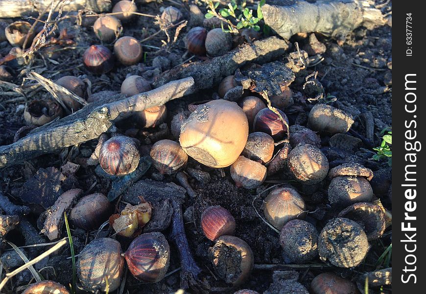Acorns on the Ground in Early Winter.