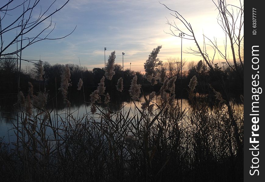 Phragmites Grass in front of a Pond during Sunset in Early Winter.