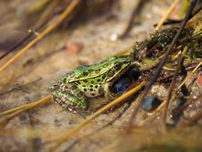Leopard Frog  Natural Shoreline Royalty Free Stock Photography