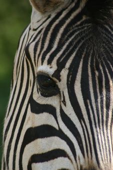 Zebra Face Royalty Free Stock Photos