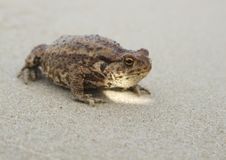 Toad On The Beach Stock Photos