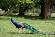Beautiful Peacock In The Forest Stock Photos