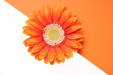 Orange Flower Half White Half Orange Stock Photo Orange Flower Half White Half Orange Stock Photo