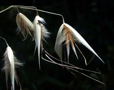Wild Grass Royalty Free Stock Photo Wild Grass Royalty Free Stock Photo