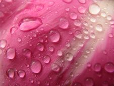 Water Drops On Peony Petal Stock Photography