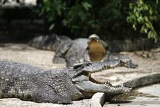 Dangerous Crocodile Stock Image