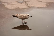 Young Seagull Stock Photos Young Seagull Stock Photos