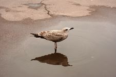 Young Seagull Stock Photo