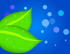 Two Leaves With Dew Royalty Free Stock Images Two Leaves With Dew Royalty Free Stock Images