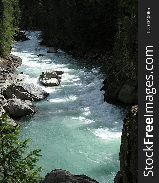 Green river running through the forest