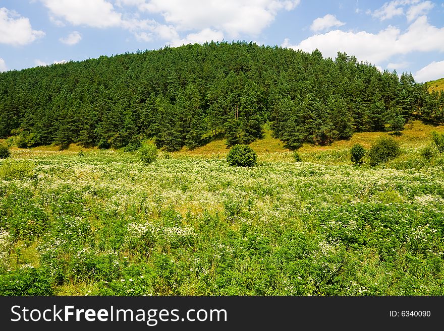 Trees and field with cloudy sky. Trees and field with cloudy sky