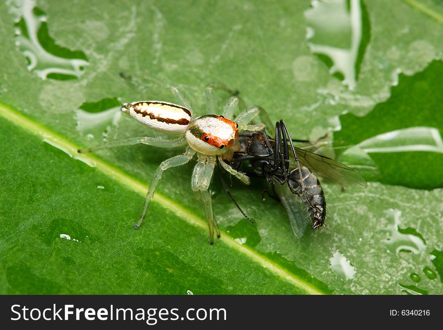 A white jumping spider hunting bee as food.