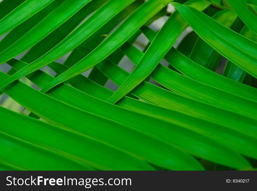 Bright and fresh green palm leaf background