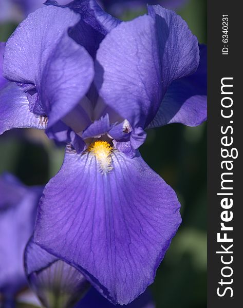 Purple iris in a garden in Tennessee, taken with sony digital slr 10mp