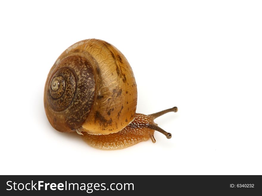 A common garden snail isolated on white background.