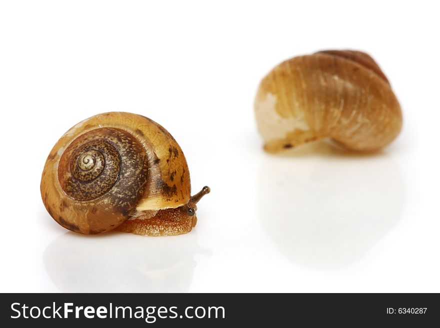 A snail and shell isolated on white background.