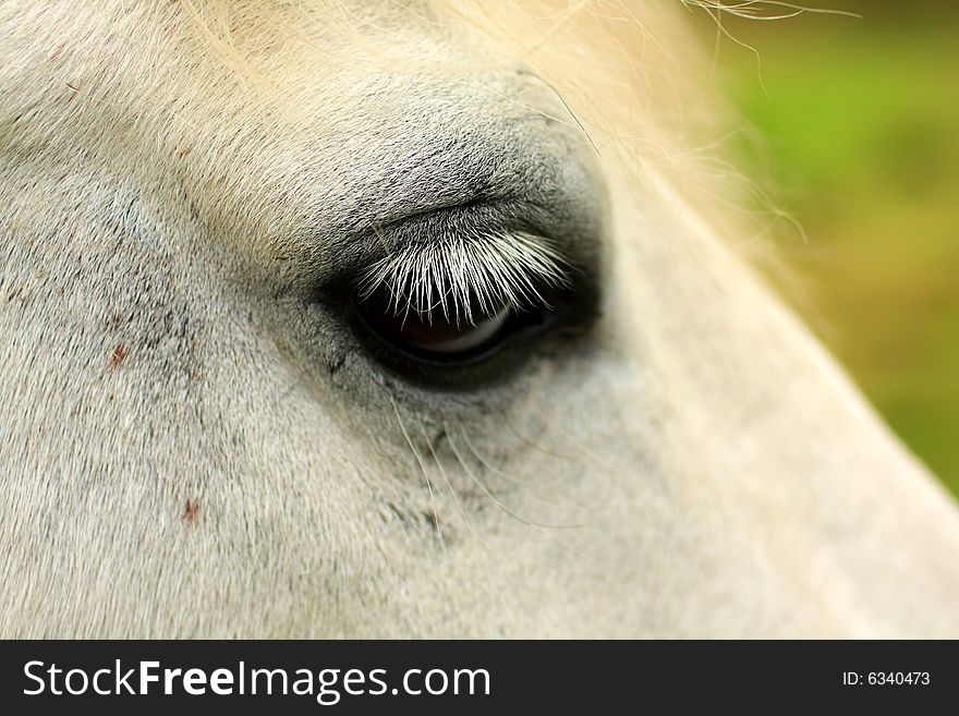 Horse's eye close up