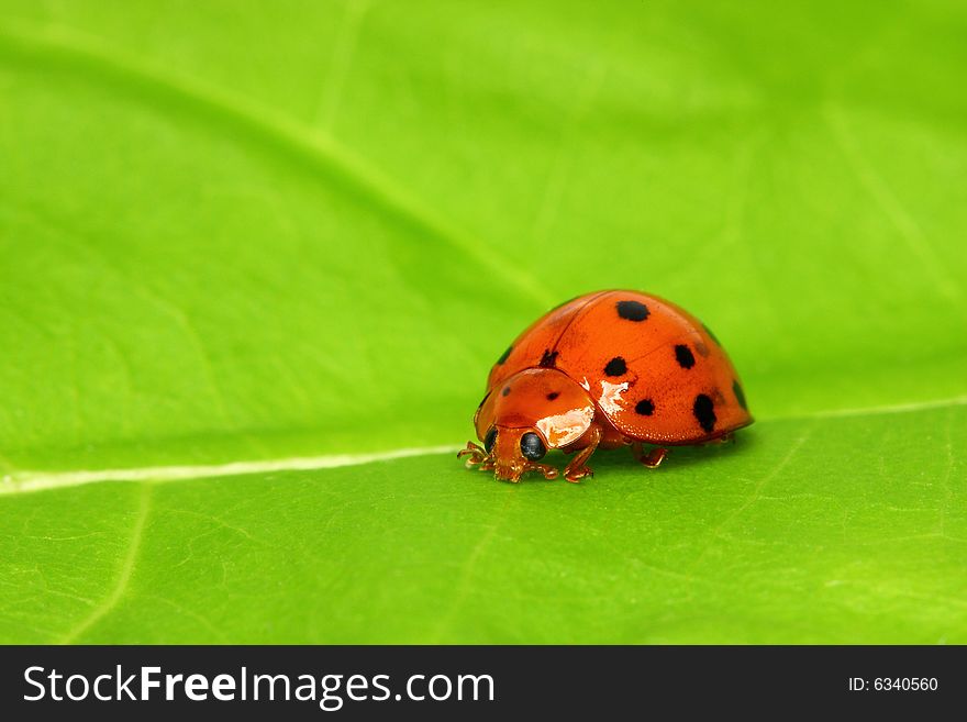 Ladybird bug on a leaf with green background.