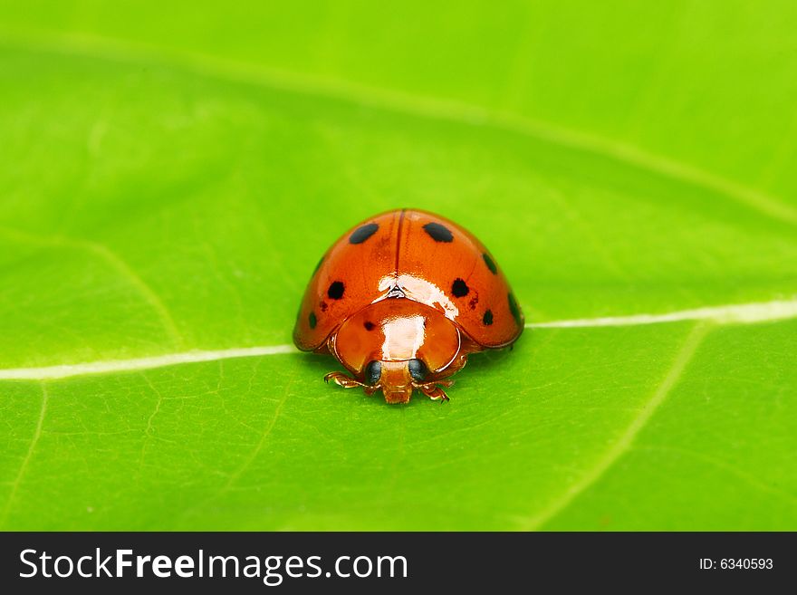 Ladybird bug on a leaf with green background.