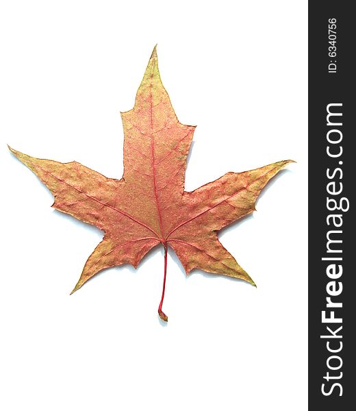 MAPLE LEAF