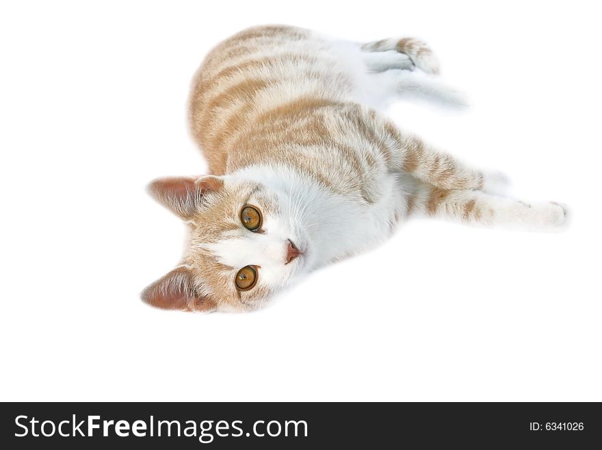 Beautiful white and brown cat isolated on the white. Beautiful white and brown cat isolated on the white.