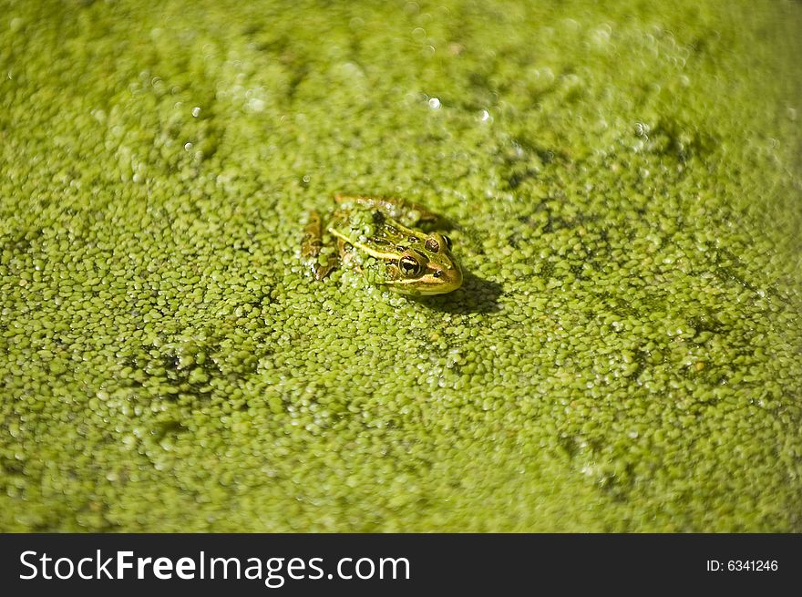 Green frog sitting in shallow water covered with botanic matter.