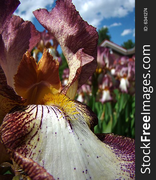 Close-up of iris flower with focus on yellow beard with garden of irises in background. Close-up of iris flower with focus on yellow beard with garden of irises in background