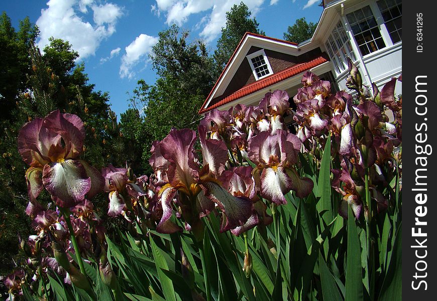 Tilted view of iris garden from plant level with house in background