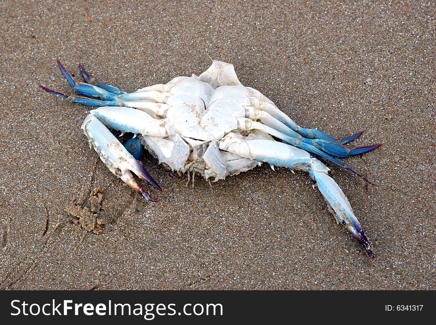 South China Sea - dead crab thrown by the sea after storm, beach near Sanya city.
