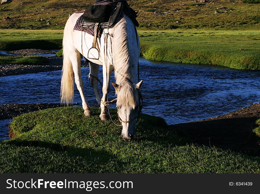 The  horse with the river of sinkiang. The  horse with the river of sinkiang