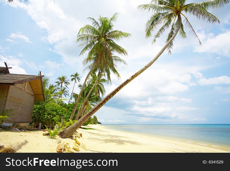 View of nice tropical empty sandy beach with some palm. View of nice tropical empty sandy beach with some palm