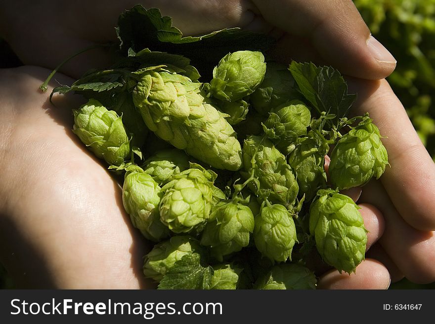 The flat hand with fresh hop cone. The flat hand with fresh hop cone