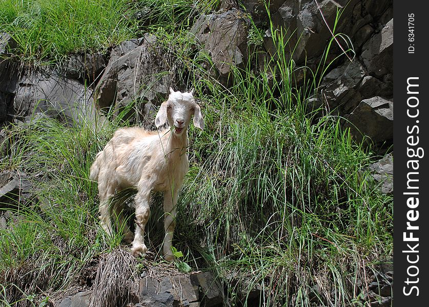 A Goat on a Rocky Mountain
