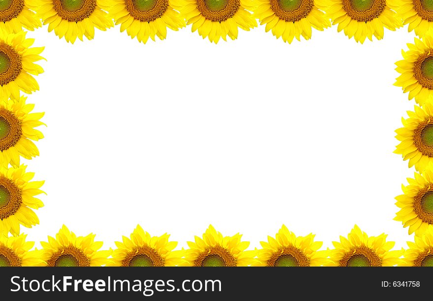 Sunflower Border