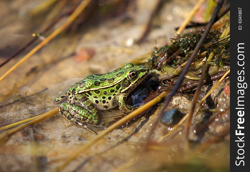 Leopard frog on muddy shore. Leopard frog on muddy shore