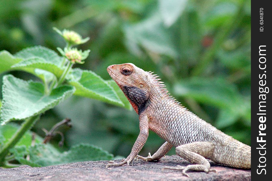 A dangerous and piosonous lizard