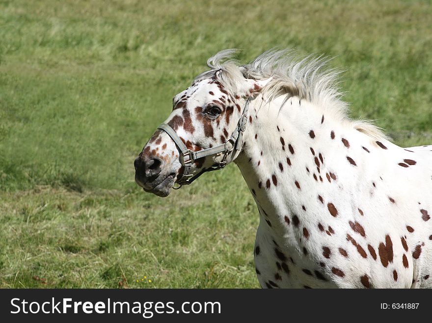 Tigered horse galopping with wind in the mane