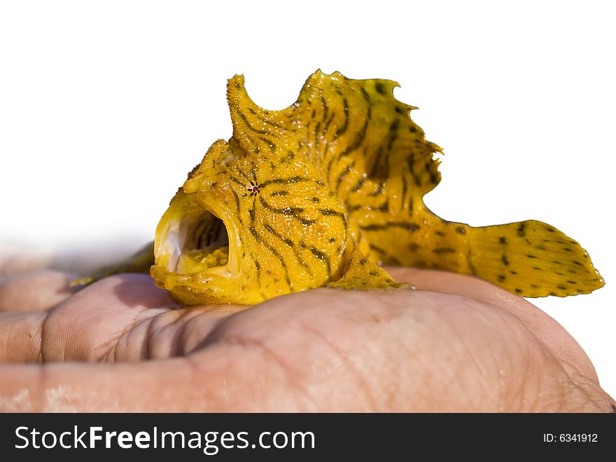 Isolated yellow fish on flat of the hand. Isolated yellow fish on flat of the hand