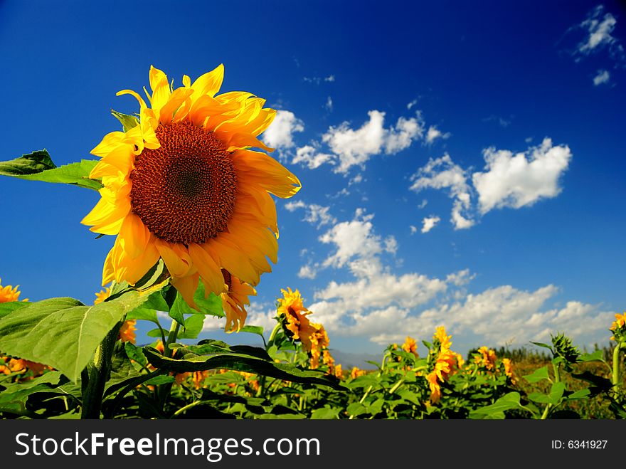 Field of yellow sunflowers and blue cloudy sky