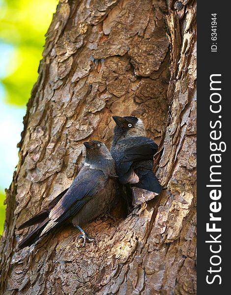 Couple of young jackdaws in treehole