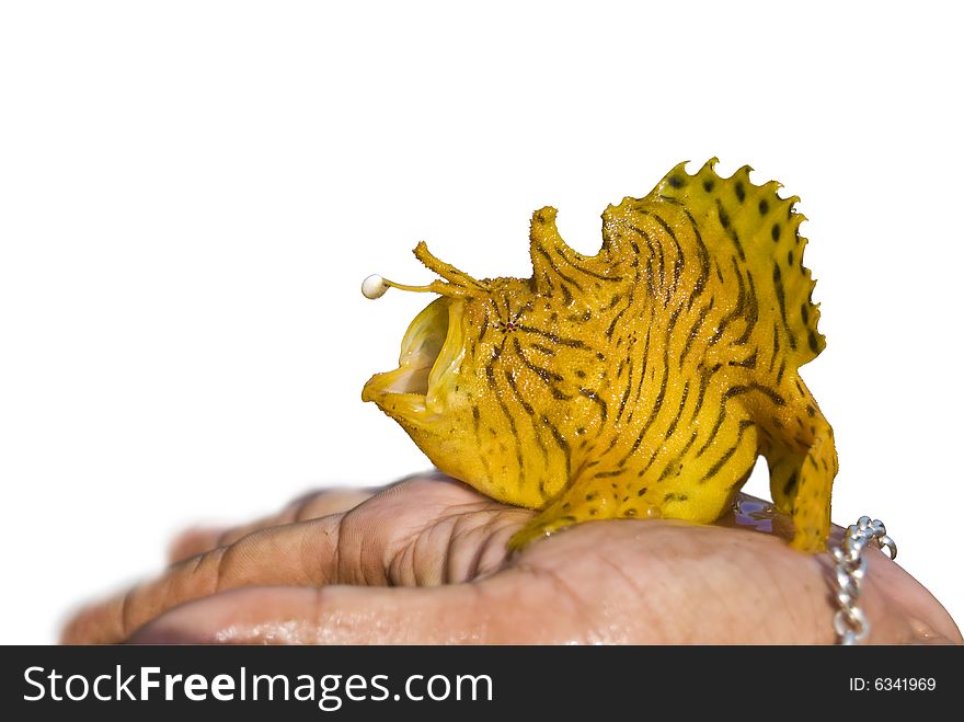 Isolated yellow sea fish on flat of the hand. Isolated yellow sea fish on flat of the hand