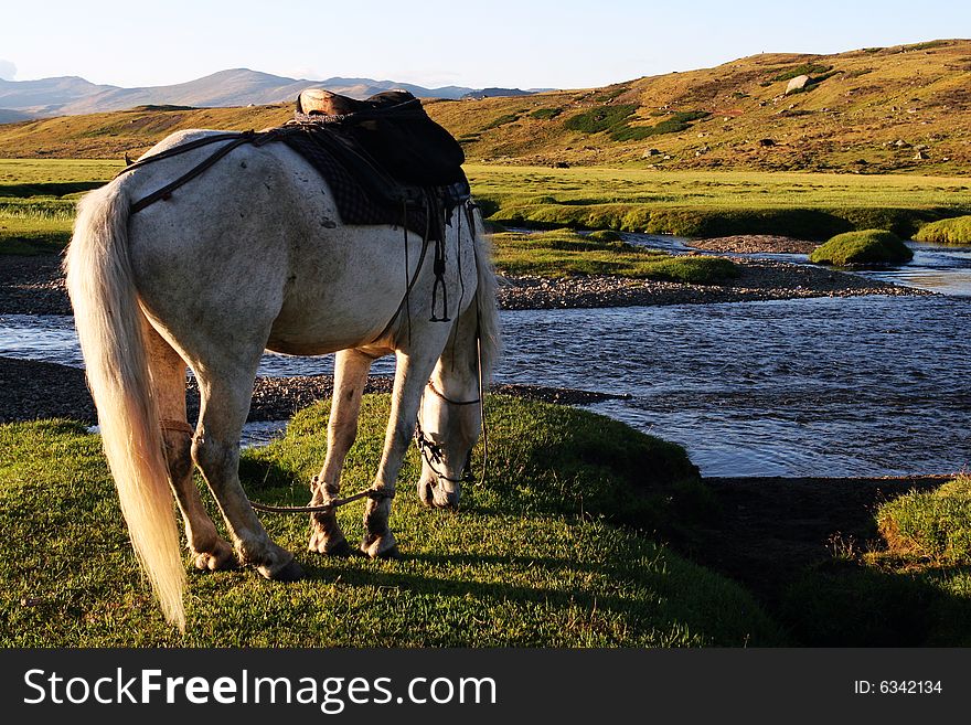 The  horse with the river of sinkiang. The  horse with the river of sinkiang