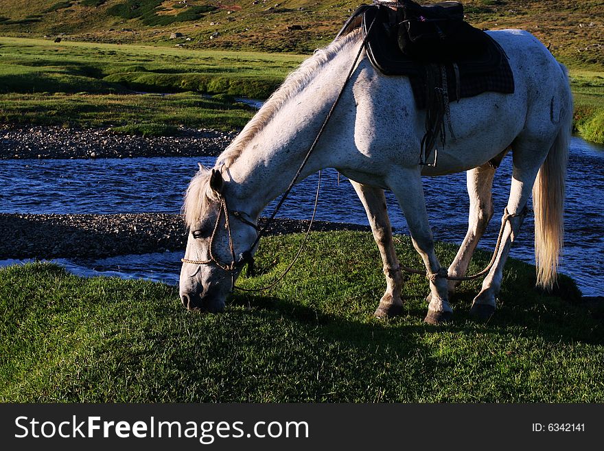 The  horse with the river of sinkiang. The  horse with the river of sinkiang