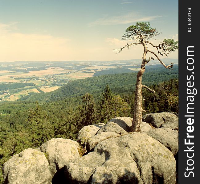 Tree At The Top Mountain